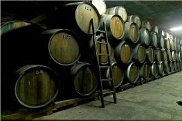 Barrels of wine in cellar