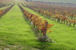Vineyards