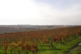 Vineyards
